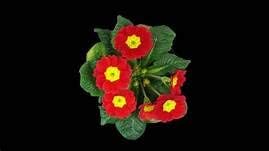 Flower Seeds, Seeds,Seeds For Planting,Plant Seeds