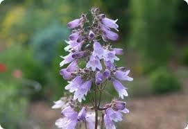 Flower Seeds, Seeds,Seeds For Planting,Plant Seeds