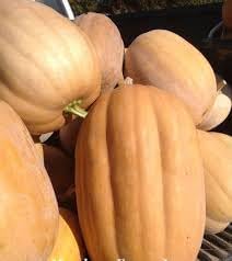 Vegetable Seeds,Garden seeds, Seeds For Planting,Plant Seeds