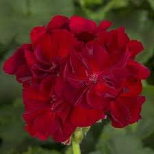 Flower Seeds, Seeds,Seeds For Planting,Plant Seeds