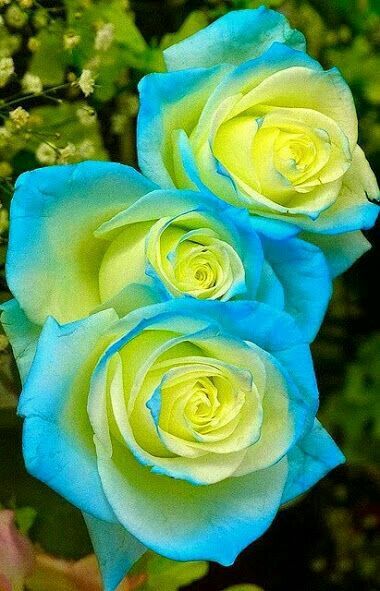 Yellow Sky Blue Rose Flower Seeds for Planting – Heirloom, Non-GMO, High Germination, Vibrant Garden Seeds