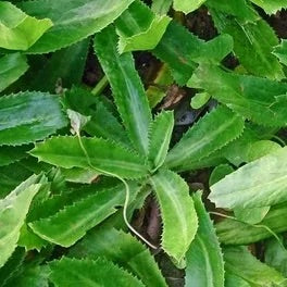 Heirloom Non-GMO Vietnamese Vegetable Seeds for Planting – Asian Culinary Garden Seeds