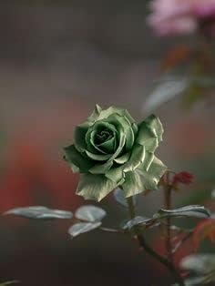 Flower Seeds, Seeds,Seeds For Planting,Plant Seeds