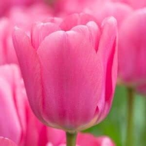 Flower Seeds, Seeds,Seeds For Planting,Plant Seeds