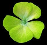 Flower Seeds, Seeds,Seeds For Planting,Plant Seeds