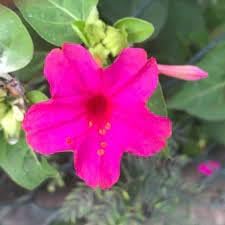 Flower Seeds, Seeds,Seeds For Planting,Plant Seeds