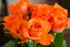 Flower Seeds, Seeds,Seeds For Planting,Plant Seeds
