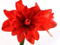 Flower Seeds, Seeds,Seeds For Planting,Plant Seeds