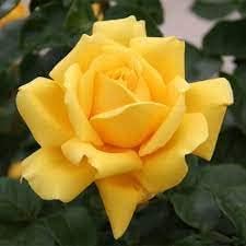 Mustard Yellow Rose Flower Seeds for Planting – Heirloom, Non-GMO, Vibrant Colors Organic Garden Seeds