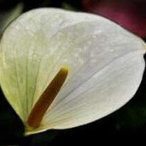 Flower Seeds, Seeds,Seeds For Planting,Plant Seeds