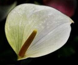 Flower Seeds, Seeds,Seeds For Planting,Plant Seeds