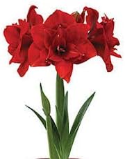 Flower Seeds, Seeds,Seeds For Planting,Plant Seeds