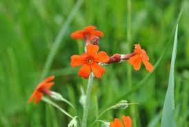 Flower Seeds, Seeds,Seeds For Planting,Plant Seeds