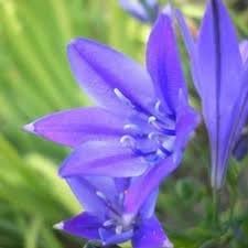 Flower Seeds, Seeds,Seeds For Planting,Plant Seeds