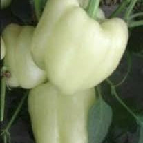 Vegetable Seeds,Garden seeds, Seeds For Planting,Plant Seeds