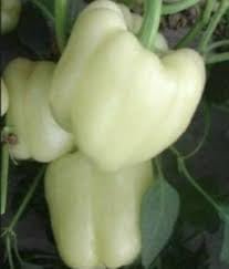 Vegetable Seeds,Garden seeds, Seeds For Planting,Plant Seeds