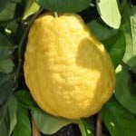 Fruit Seeds,Garden seeds, Seeds For Planting,Plant Seeds