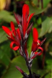 Flower Seeds, Seeds,Seeds For Planting,Plant Seeds