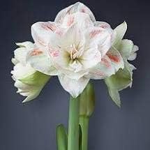 Flower Seeds, Seeds,Seeds For Planting,Plant Seeds