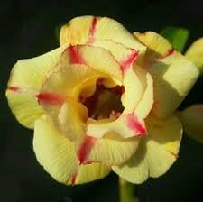 Flower Seeds, Seeds,Seeds For Planting,Plant Seeds