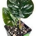 Flower Seeds, Seeds,Seeds For Planting,Plant Seeds