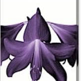 Flower Seeds, Seeds,Seeds For Planting,Plant Seeds