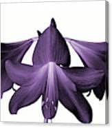 Flower Seeds, Seeds,Seeds For Planting,Plant Seeds