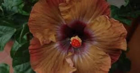 Flower Seeds, Seeds,Seeds For Planting,Plant Seeds