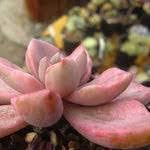 Flower Seeds, Seeds,Seeds For Planting,Plant Seeds