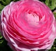 Flower Seeds, Seeds,Seeds For Planting,Plant Seeds