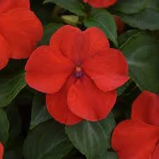 Walleriana Flower Seeds for Planting | Heirloom, Non-GMO, High Germination Organic Garden Seeds for Colorful Blooms