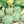 Vegetable Seeds,Garden seeds, Seeds For Planting,Plant Seeds