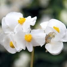 Flower Seeds, Seeds,Seeds For Planting,Plant Seeds