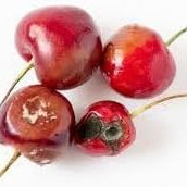 Fruit Seeds,Garden seeds, Seeds For Planting,Plant Seeds