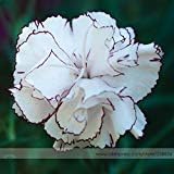 Flower Seeds, Seeds,Seeds For Planting,Plant Seeds
