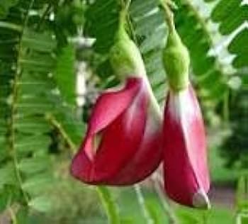 Sesbania Grandiflora Flower Seeds for Planting – Fragrant Blossoms, Heirloom, Non-GMO