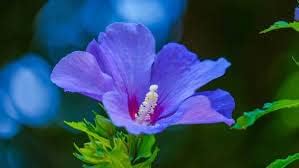 Flower Seeds, Seeds,Seeds For Planting,Plant Seeds