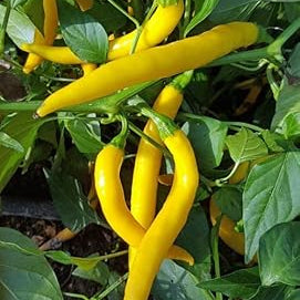 Vegetable Seeds,Garden seeds, Seeds For Planting,Plant Seeds