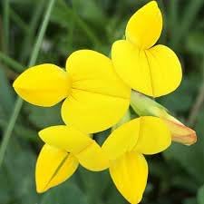 Flower Seeds, Seeds,Seeds For Planting,Plant Seeds