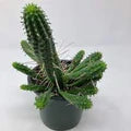 Euphorbia Spiralis Flower Seeds for Planting – Heirloom, Non-GMO, Colorful Display Garden Seeds