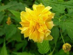 Flower Seeds, Seeds,Seeds For Planting,Plant Seeds