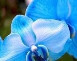 Flower Seeds, Seeds,Seeds For Planting,Plant Seeds