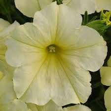 Flower Seeds, Seeds,Seeds For Planting,Plant Seeds