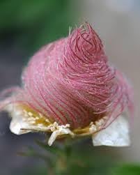 Triflorum Flower Seeds for Planting – Heirloom, Non-GMO, High Germination Organic Garden Seeds