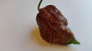 Vegetable Seeds,Garden seeds, Seeds For Planting,Plant Seeds