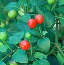 Vegetable Seeds,Garden seeds, Seeds For Planting,Plant Seeds