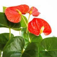 Flower Seeds, Seeds,Seeds For Planting,Plant Seeds