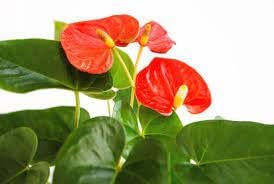 Flower Seeds, Seeds,Seeds For Planting,Plant Seeds