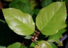 Vegetable Seeds,Garden seeds, Seeds For Planting,Plant Seeds