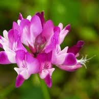 Flower Seeds, Seeds,Seeds For Planting,Plant Seeds